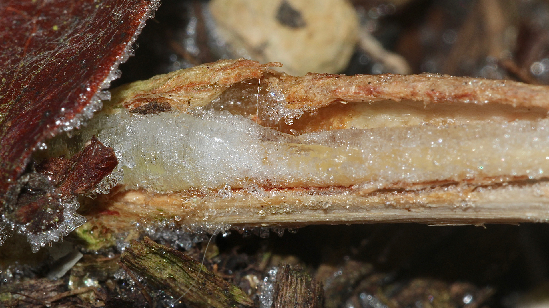 (4) Das seltene BANDEIS (ice ribbons, ein Basikryogen) im Garten !!!