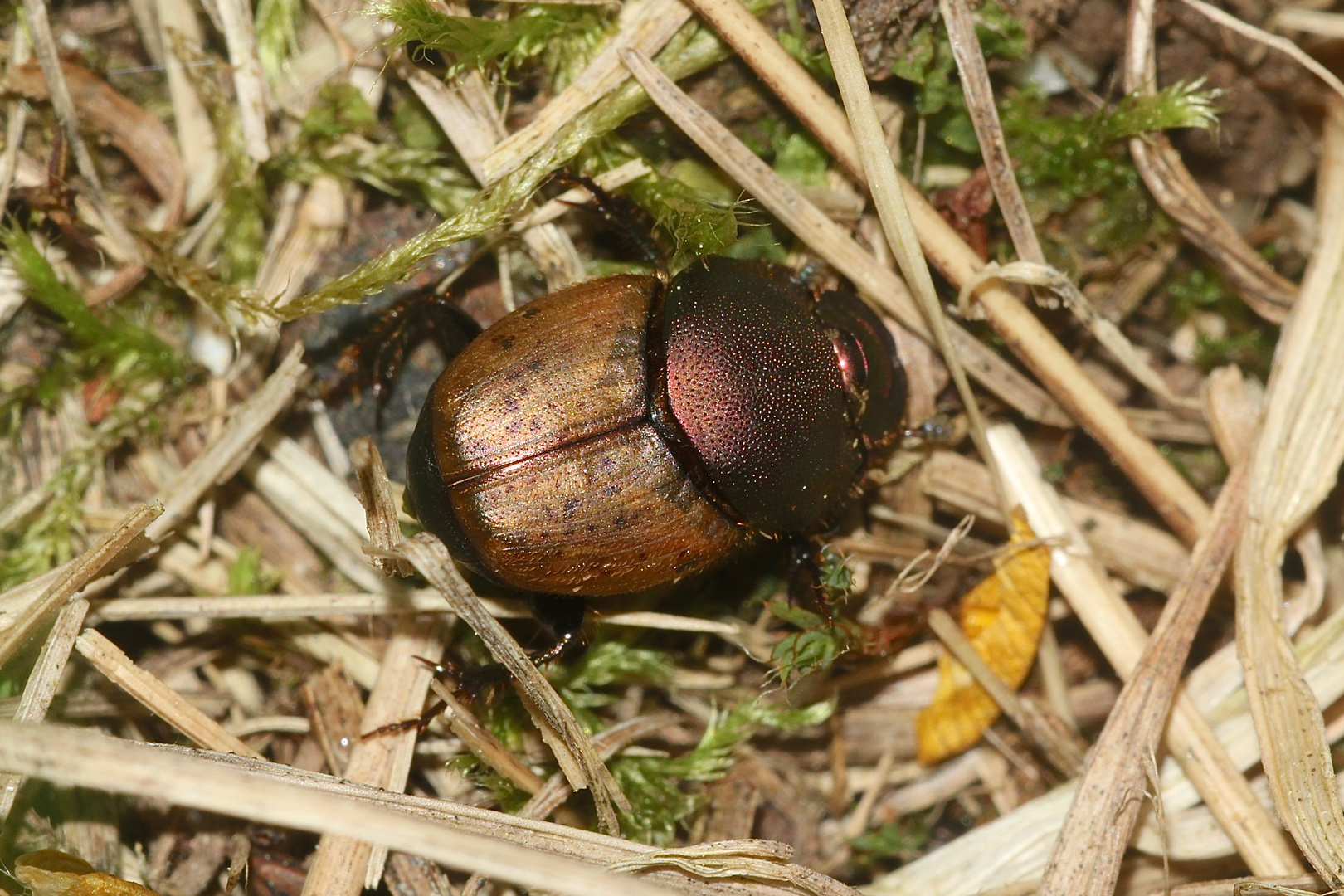 (4) Das Weibchen des MÖNCHS-KOTKÄFERs (ONTHOPHAGUS COENOBITUS)