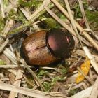 (4) Das Weibchen des MÖNCHS-KOTKÄFERs (ONTHOPHAGUS COENOBITUS)