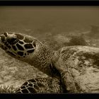 4 Days Diving Sipadan - Turtle