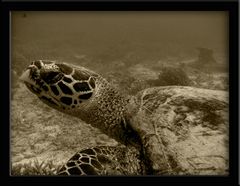 4 Days Diving Sipadan - Turtle