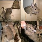 4 Degus @ home