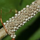 (4) Der (Buchen-)Streckfuß oder (Buchen-)Rotschwanz, Calliteara pudibunda