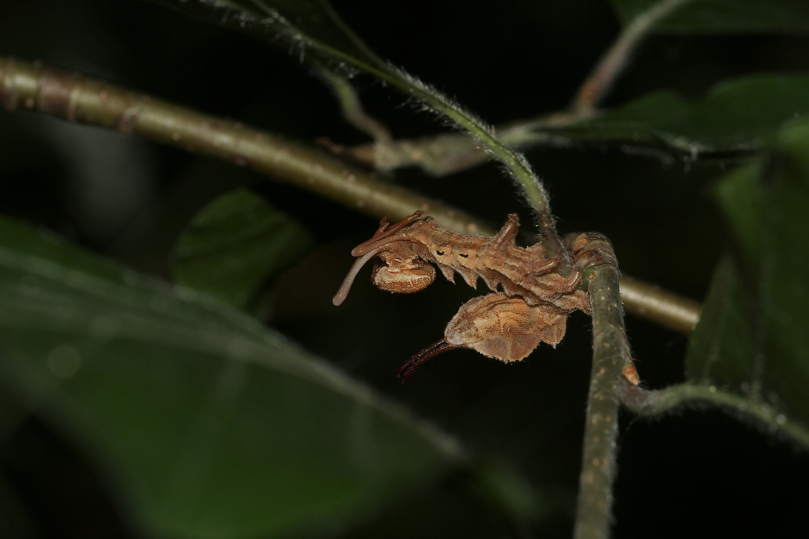 (4) Der Buchen-(Zahn-)Spinner, Raupe im 3. Larvenstadium = L3