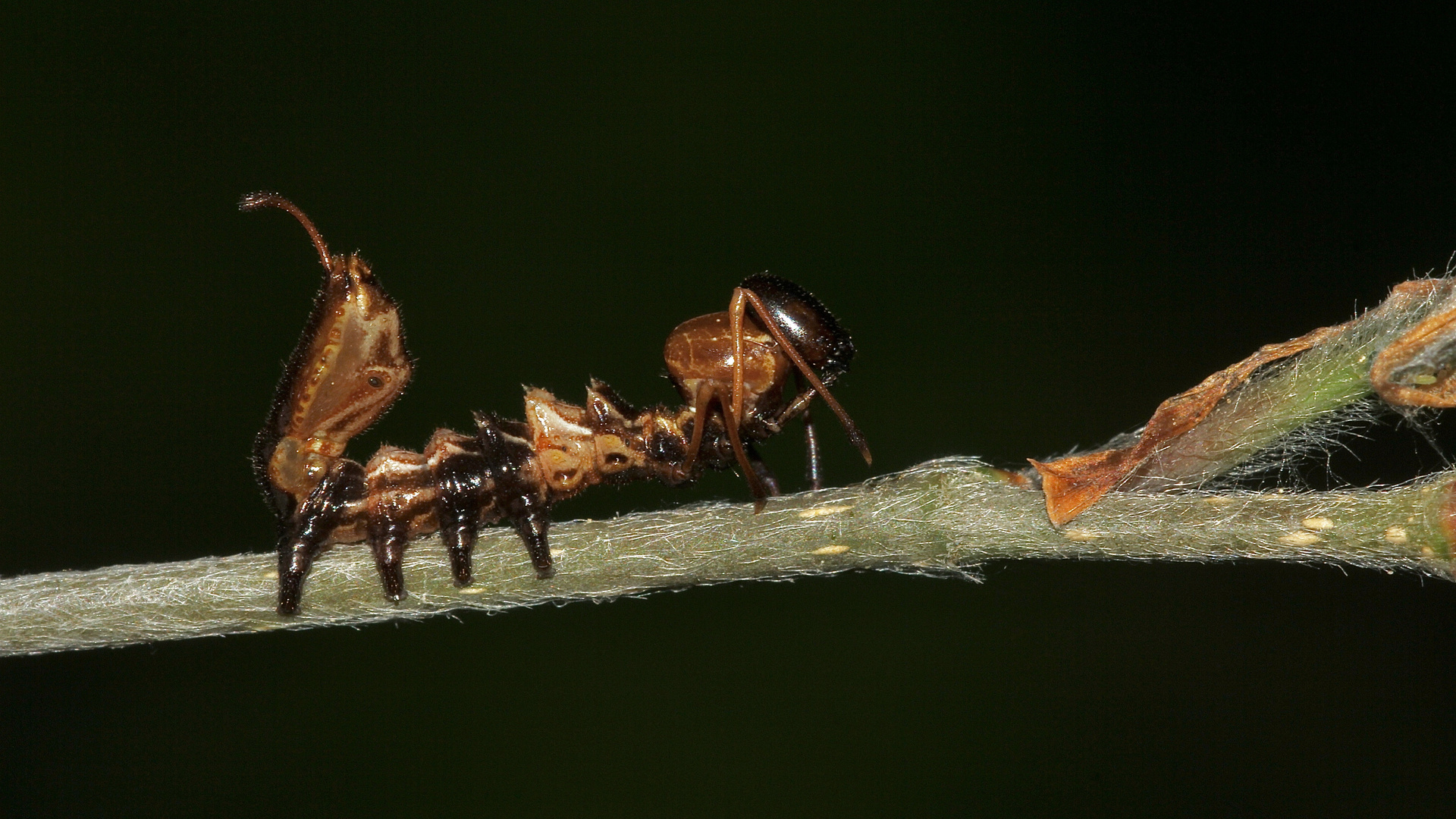 (4) Der Buchen-(Zahn-)Spinner, Stauropus fagi - 2. Larvenstadium der Raupe = L2