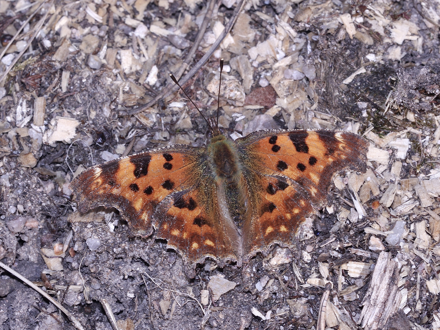 (4) Der C-Falter (Polygonia c-album) ...