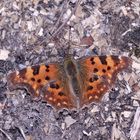 (4) Der C-Falter (Polygonia c-album) ...