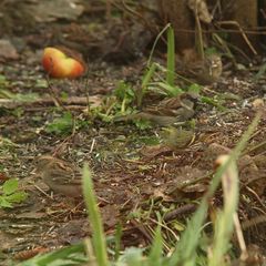 (4) Der Erlenzeisig (Carduelis spinus = Spinus spinus) am Futterplatz