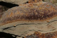 (4) Der Gemeine Feuerschwamm (Phellinus igniarius = trivialis)