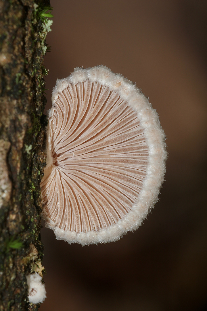 (4) Der Gemeine Spaltblättling (Schizophyllum commune) ...