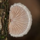 (4) Der Gemeine Spaltblättling (Schizophyllum commune) ...