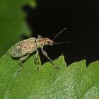 (4) Der Gescheckte Glanzrüßler (Polydrusus cervinus) ...