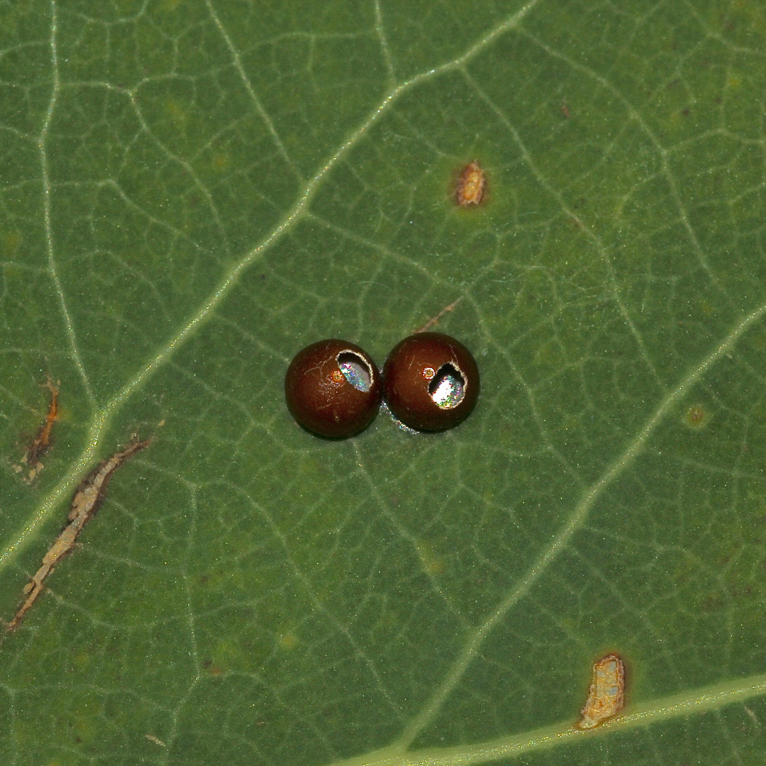 (4) Der Große Gabelschwanz (Cerura vinula), - ...