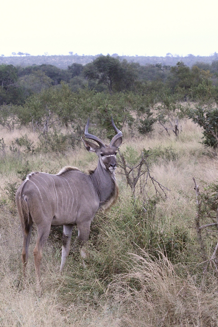 (4) Der Große Kudu (Strepsiceros strepsiceros, früher Tragelaphus strepsiceros strepsiceros) ...