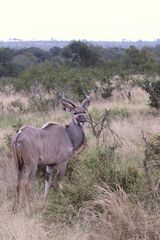 (4) Der Große Kudu (Strepsiceros strepsiceros, früher Tragelaphus strepsiceros strepsiceros) ...