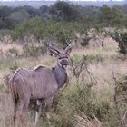 (4) Der Große Kudu (Strepsiceros strepsiceros, früher Tragelaphus strepsiceros strepsiceros) ...