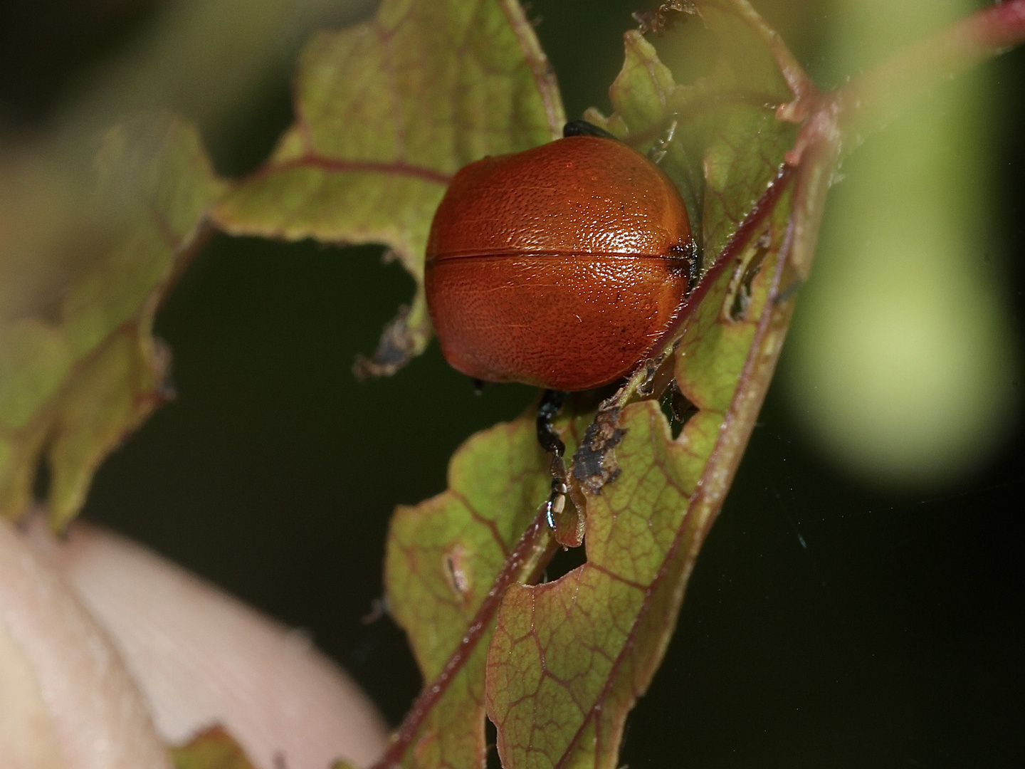 (4) Der Große Pappelblattkäfer (Chrysomela populi) ...