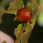 (4) Der Große Pappelblattkäfer (Chrysomela populi) ...