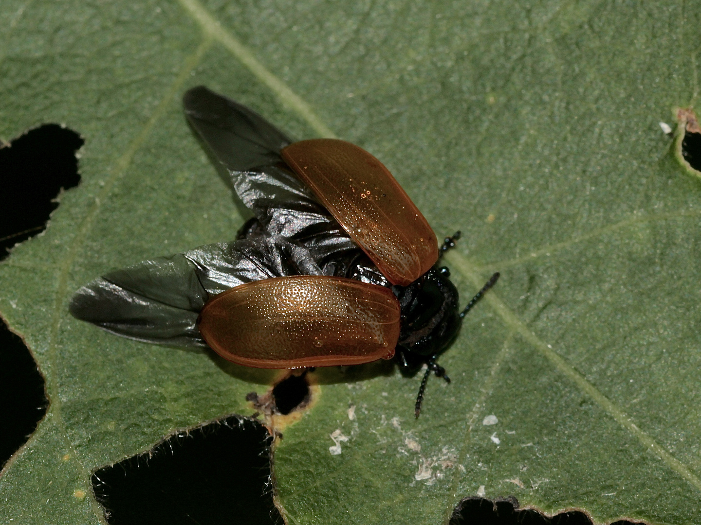 (4) DER GROSSE PAPPELBLATTKÄFER (CHRYSOMELA POPULI)