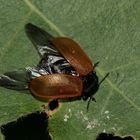 (4) DER GROSSE PAPPELBLATTKÄFER (CHRYSOMELA POPULI)