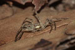 (4) Der Große Rinden-Flachstrecker (Philodromus margaritatus)