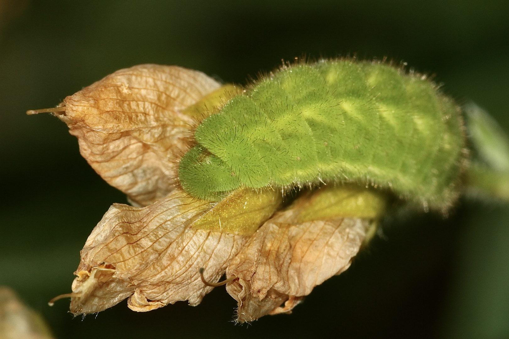 (4) Der Grüne = Brombeer-Zipfelfalter (Callophrys rubi)
