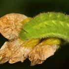 (4) Der Grüne = Brombeer-Zipfelfalter (Callophrys rubi)