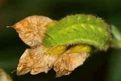 (4) Der Grüne = Brombeer-Zipfelfalter (Callophrys rubi)