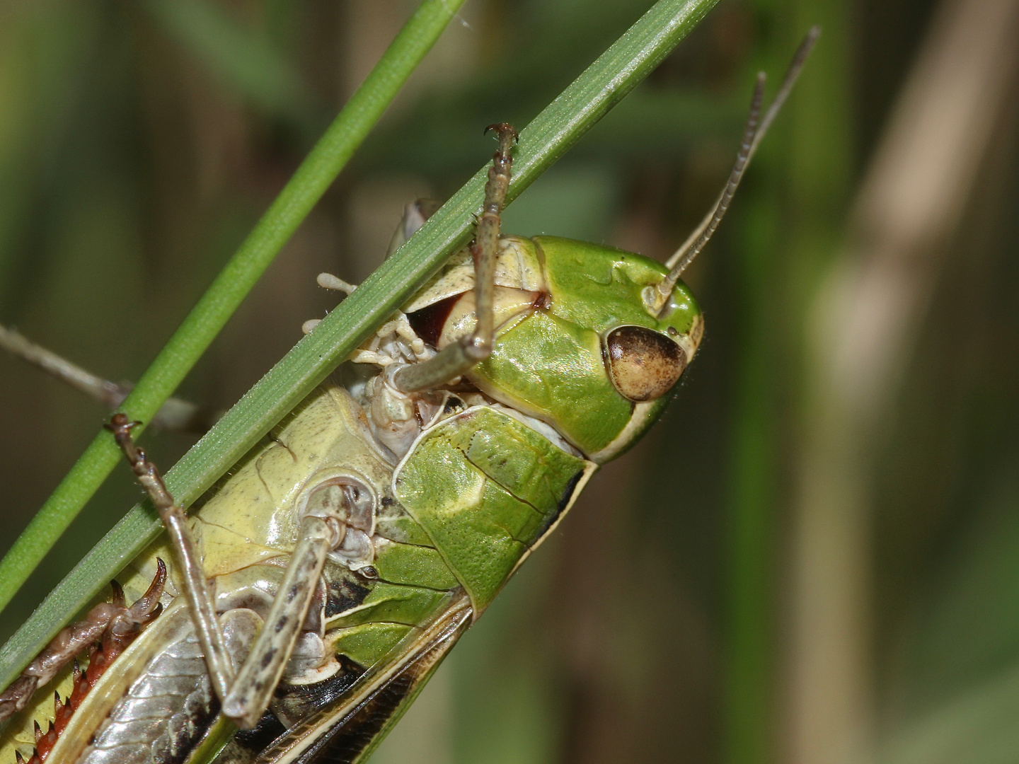 (4) Der HEIDE-GRASHÜPFER (STENOBOTHRUS LINEATUS) ist (noch) häufig.