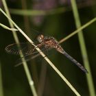 (4) Der Kleine Blaupfeil (Orthetrum coerulescens) - Fortsetzung von 2021