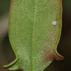 (4) Der Kleine Feuerfalter (Lycaena phlaeas) und seine Eiablage