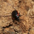 (4) Der Kleine Leinkraut-Blattkäfer (Chrysolina sanguinolenta) ...