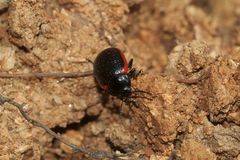 (4) Der Kleine Leinkraut-Blattkäfer (Chrysolina sanguinolenta) ...