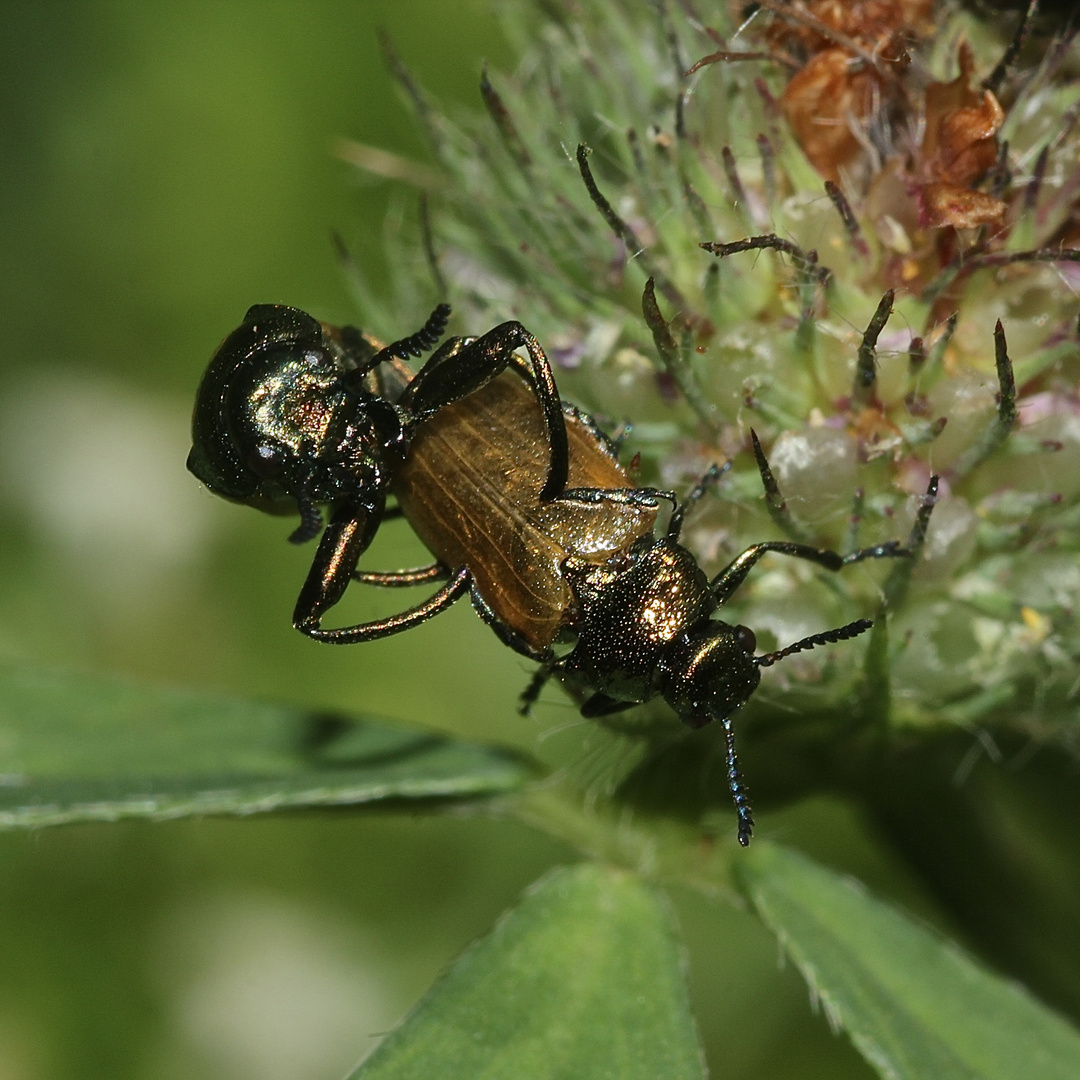 (4) Der Langarm-Ameisenblattkäfer (Labidostomis longimana) ...