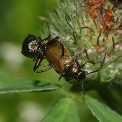 (4) Der Langarm-Ameisenblattkäfer (Labidostomis longimana) ...