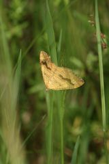 (4) Der Ockergelbe Blattspanner (Camptogramma bilineata)