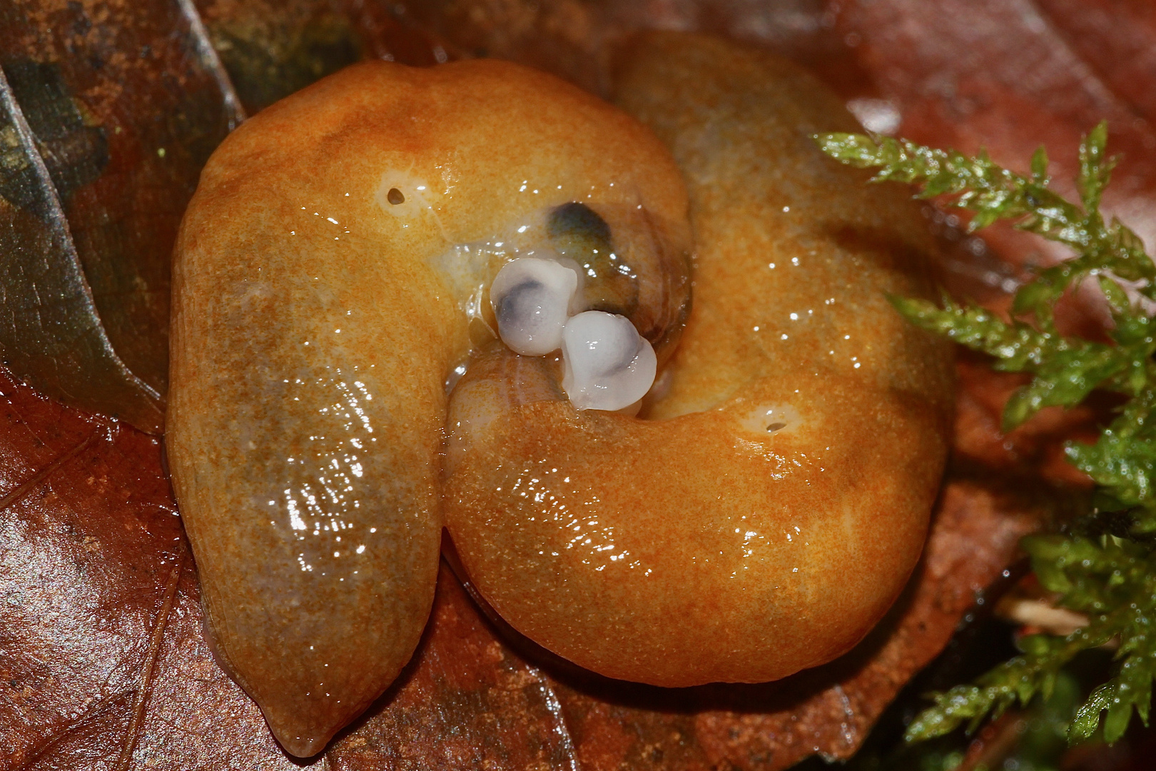 (4) Der Pilzschnegel (Malacolimax tenellus)