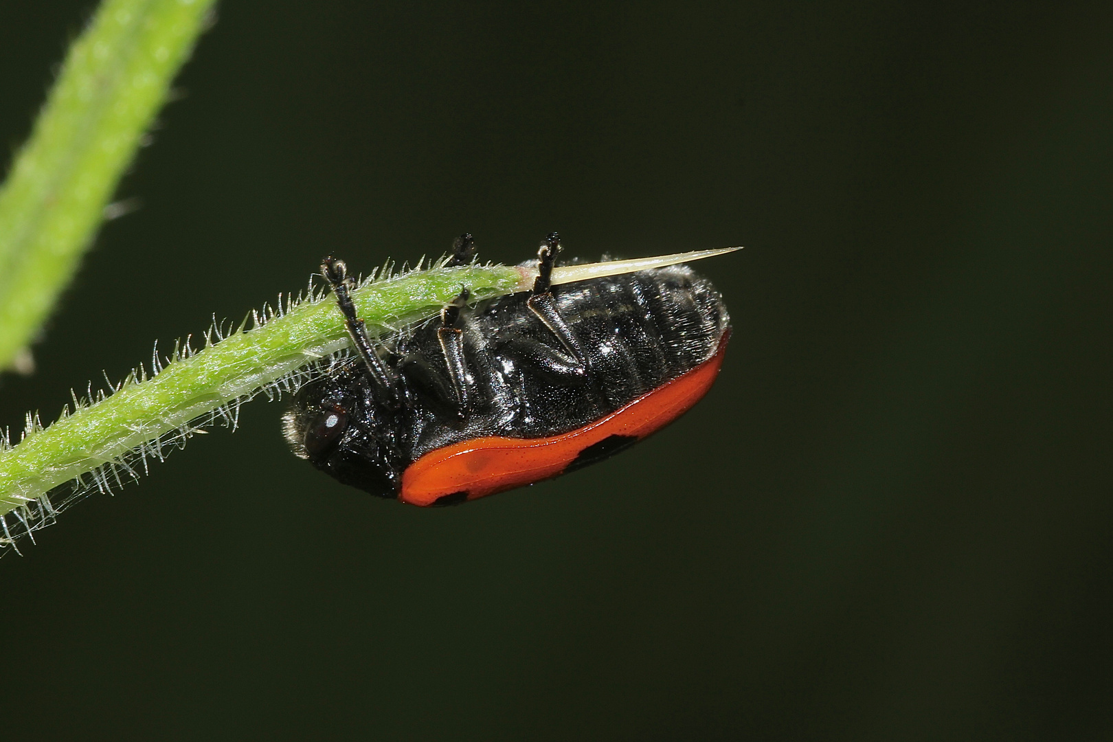 (4) Der Rote Ameisen-Blattkäfer oder Ameisen-Sackkäfer (Clytra laeviuscula)