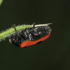 (4) Der Rote Ameisen-Blattkäfer oder Ameisen-Sackkäfer (Clytra laeviuscula)