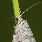 (4) Der Sandheiden-Johanniskrautspanner (Aplocera efformata)