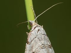 (4) Der Sandheiden-Johanniskrautspanner (Aplocera efformata)