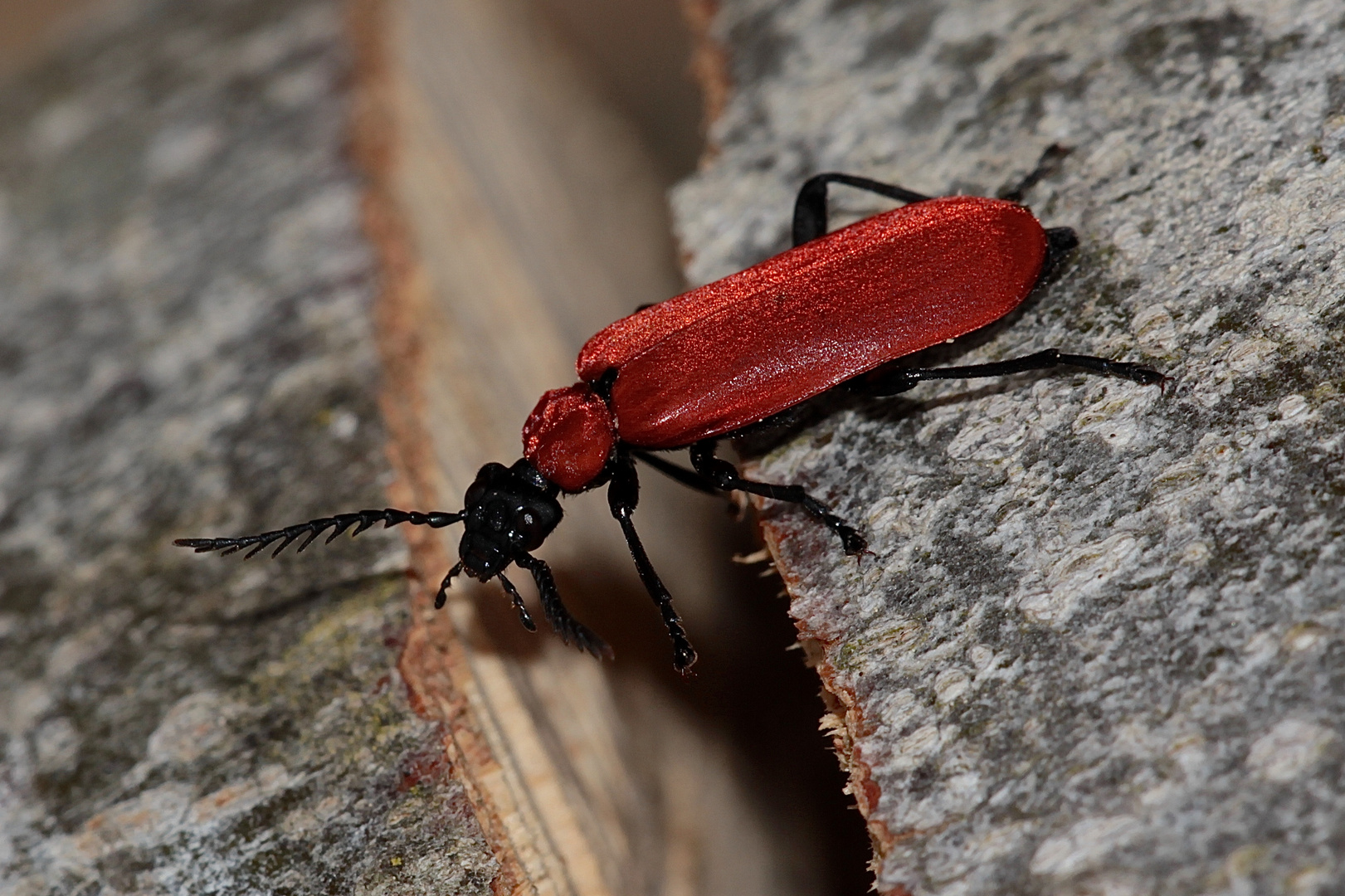 (4) Der Scharlachrote Feuerkäfer (Pyrochroa coccinea)