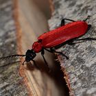 (4) Der Scharlachrote Feuerkäfer (Pyrochroa coccinea)