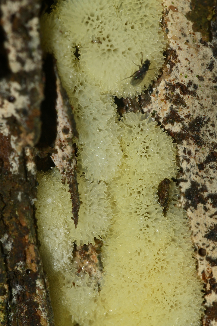 (4) Der Schleim"pilz" CERATOMYXIA FRUTICULOSA und seine Entwicklung