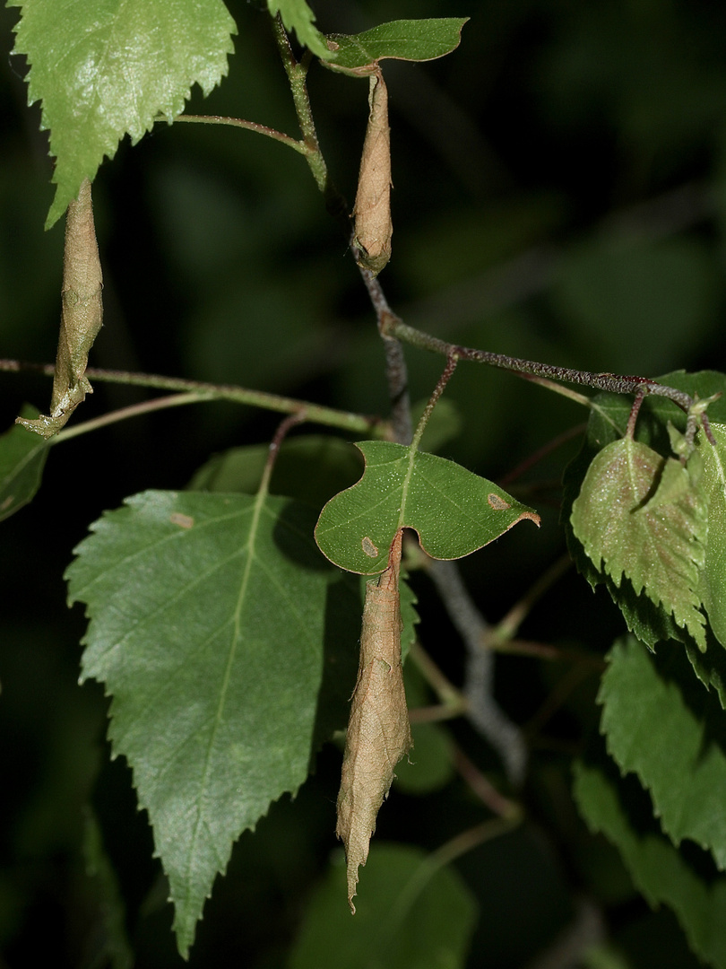 (4) Der Schwarze Birkenblattroller (Deporaus betulae)