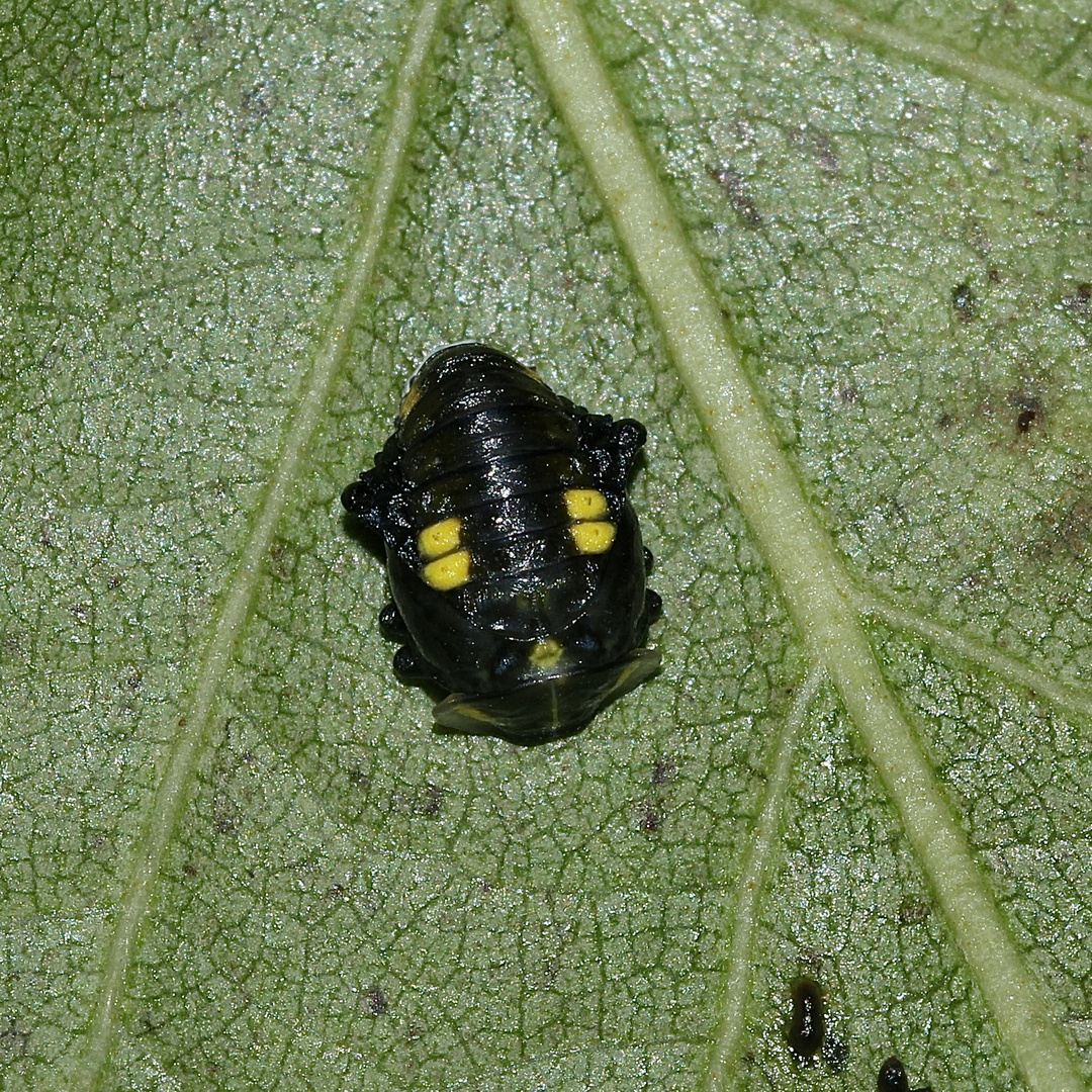 (4) Der Sechzehnfleck-Marienkäfer (Halyzia sedecimguttata)