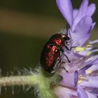 (4) Der Seidenhaarige Fallkäfer (Cryptocephalus sericeus)