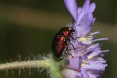 (4) Der Seidenhaarige Fallkäfer (Cryptocephalus sericeus)