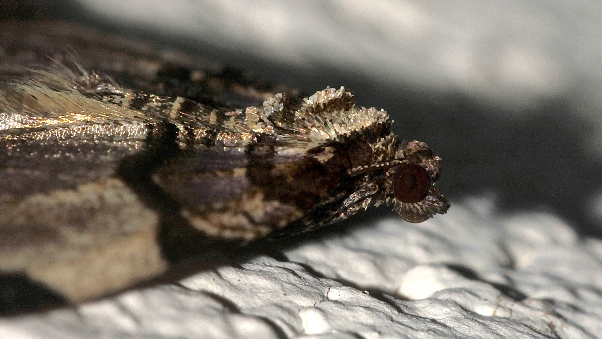 (4) Der seltene Schwarzbindige Rosen-Blattspanner (Anticlea derivata)