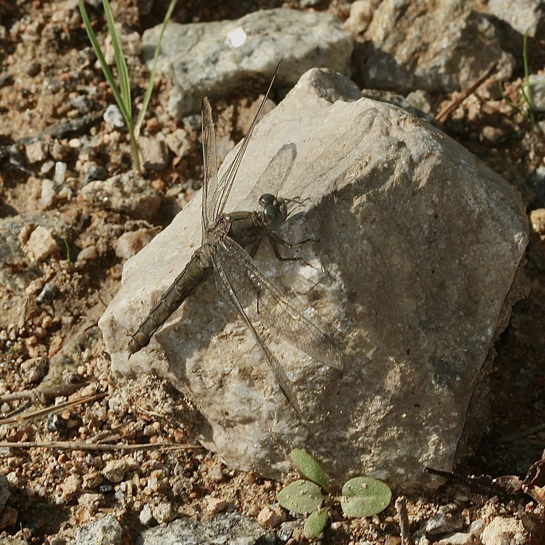 (4) Der Südliche Blaupfeil (Orthetrum brunneum) - Doku